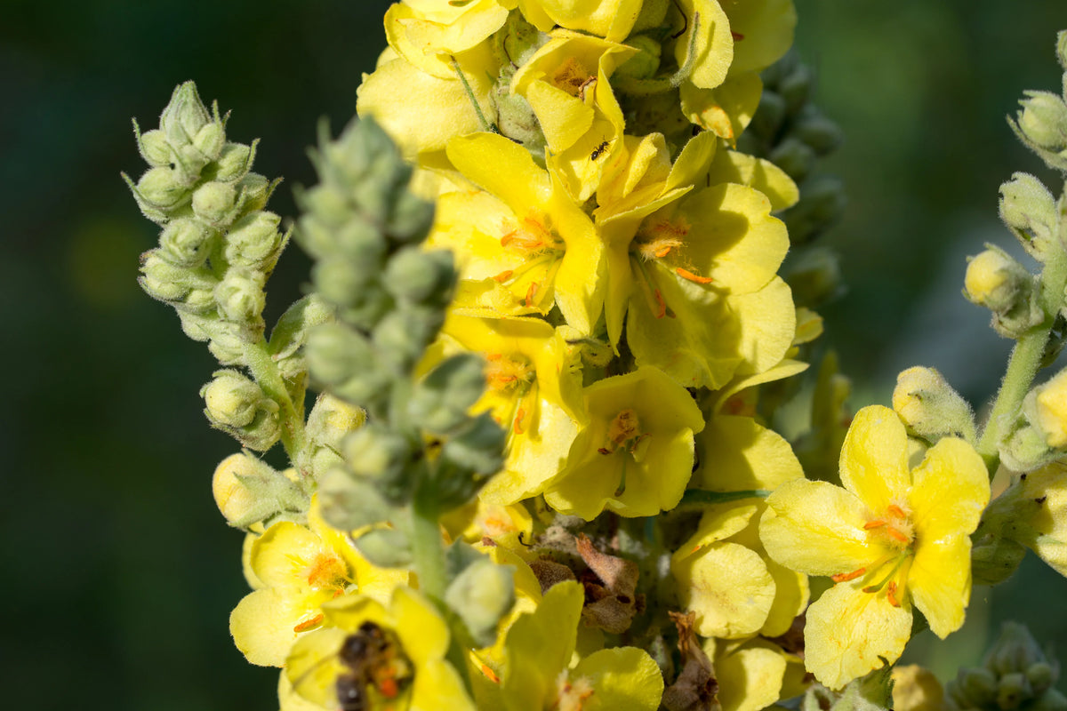 Wild mullein plant